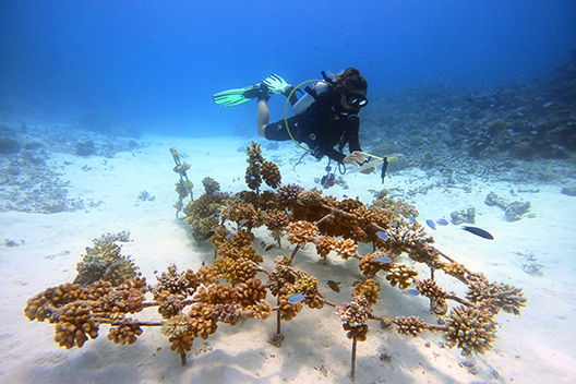 Conrad Maldives Rangali Islands Beyond Luxury-Image 9