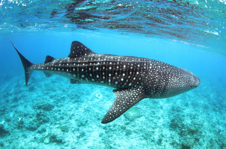 Explore the Best of Sustainable LUXURY at LUX South Ari Atoll, Maldives-Image 12