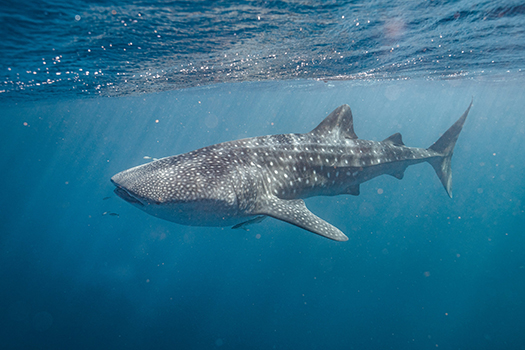 Australia Protecting the Marine Life of 3 Oceans-Image 1