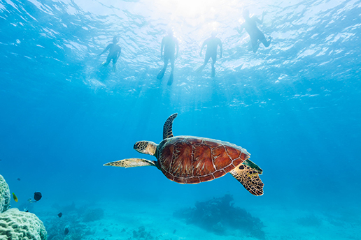 Australia Protecting the Marine Life of 3 Oceans-Image 2