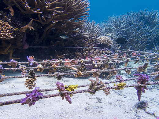 The Love of Blue at Fiji-Image 2