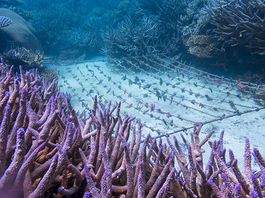 The Love of Blue at Fiji-Image 4