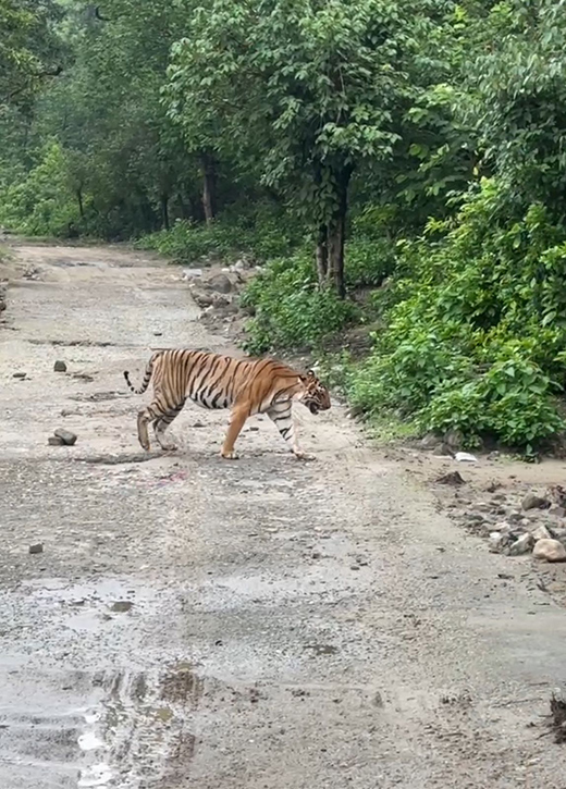 Tiger, Tiger Burning Bright!-Image 7-1