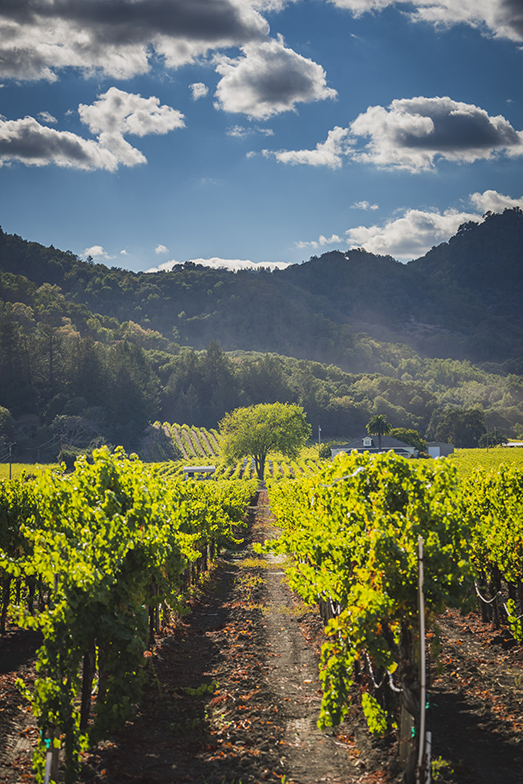 Glamorous Highways A Lavish Journey Through Northern California-Image 3